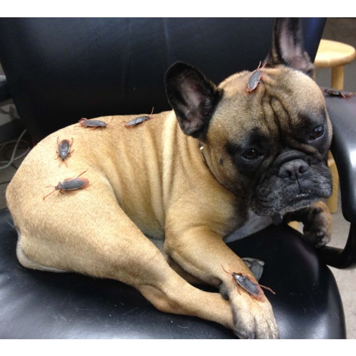 Premium Quality Roaches