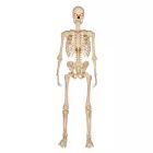5 Foot LED Ultra Pose-N-Stay Skeleton