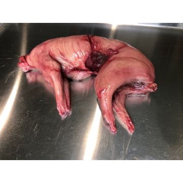 Animal Prop Skinned Rabbit (No Fur)