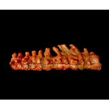 Animal Spine Prop