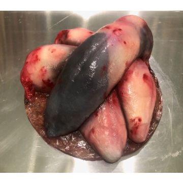 Animal Prop Beef Tongue