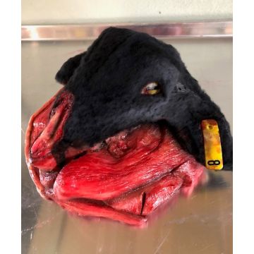 Animal Prop Butcher Lamb Fur Head and Meat Cuts