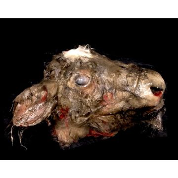 Animal Prop Calf Head Rotted