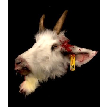 Animal Prop Goat Head