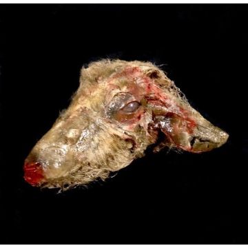 Animal Prop Goat Head Rotted