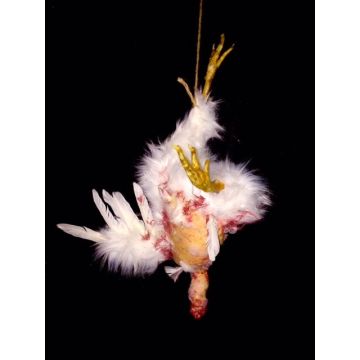 Animal Prop Hanging Chicken Plucked