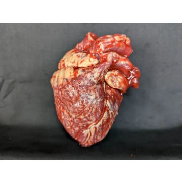 CX Body Part: Large Heart