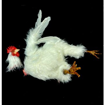 Actor Enhanced Decapitated Prop Chicken