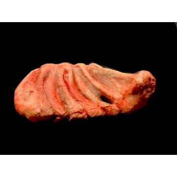Slab of Beef Prop