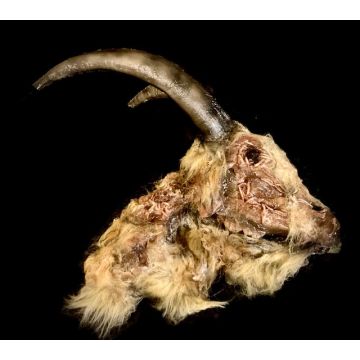 Deluxe Rotted Goat Head Animal Prop