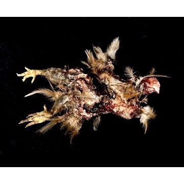 Rotting Chicken Animal Prop