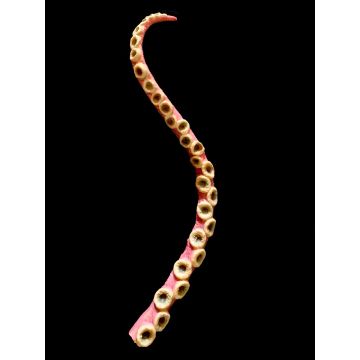 4' Flexible Tentacle Prop