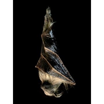 Hanging 16" Realistic Bat