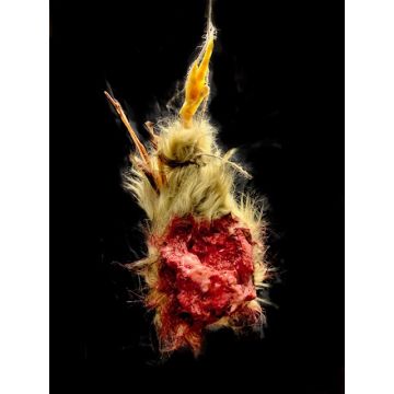 Brown Dismembered Chicken Prop