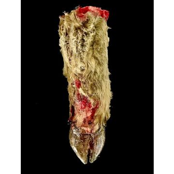 Slaughter House Calf Scrap Leg