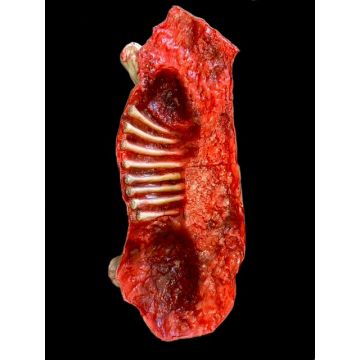 Headless Half Side of Pork/ Pig 