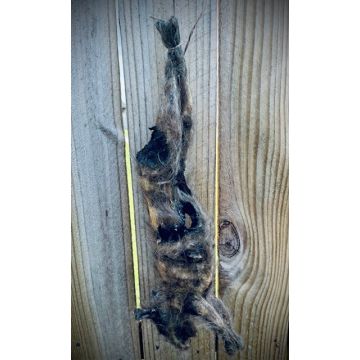 Rotted Hanging Rabbit Prop