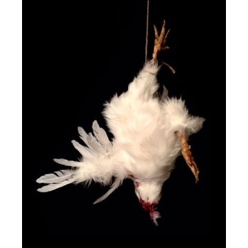 Animal Prop Headless Hanging Chicken