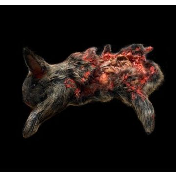 Dismembered Rabbit with Fur Animal Prop