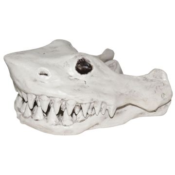 Shark Head Bone 11in