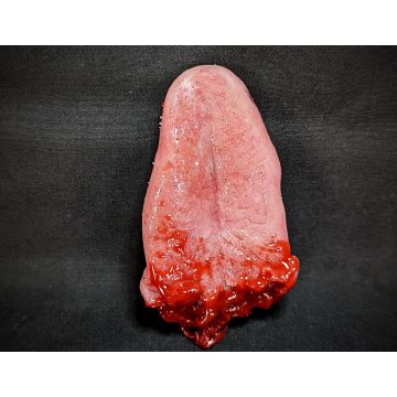 CX Body Part: Tongue