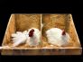 Animatronic Brooding Hens