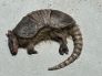 ANIMAL PROP LIFESIZE ARMADILLO