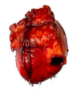 Life Size Human Heart