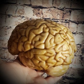 Life Size Human Brain