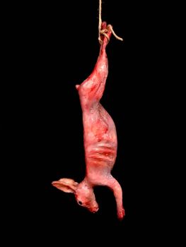 Animal Prop Rabbit Hanging Skinned