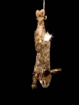 Animal Prop Rabbit Hanging