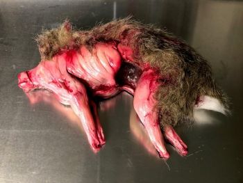 Animal Prop Skinned Rabbit With Fur