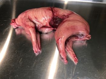 Animal Prop Skinned Rabbit (No Fur)