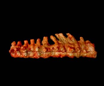 Animal Spine Prop