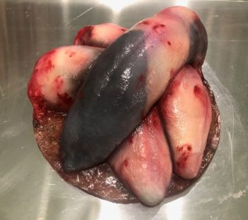 Animal Prop Beef Tongue