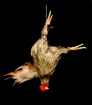 Hanging Brown Chicken with Head Animal Prop
