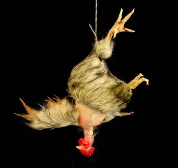 Hanging Plucked Brown Chicken with Head Animal Prop