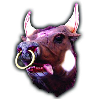 Bulls Head