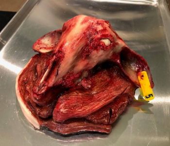 Animal Prop Butcher Lamb Head & Meat Cuts