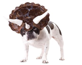 Triceratops Dog Costume - Pet Large