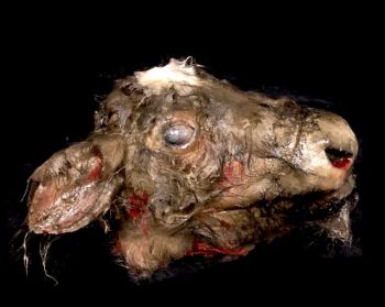 Animal Prop Calf Head Rotted