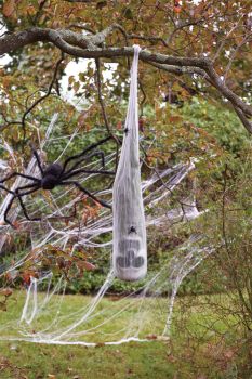 Skull In Spider Cocoon