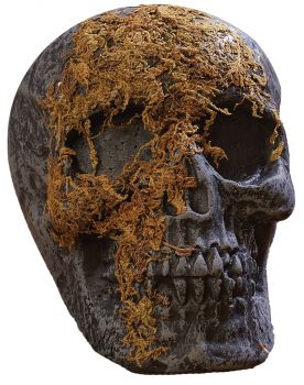 Skull Moss Covered With Jaw