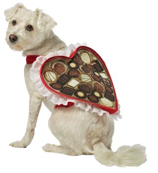 Chocolate Box Dog Costume - Pet X-Small