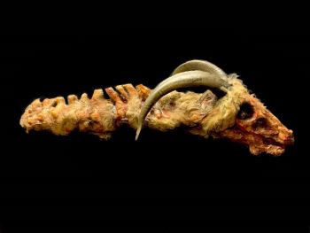 Goat Carcass Animal Prop