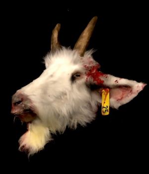 Animal Prop Goat Head