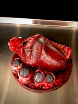 Animal Prop Beef Heart