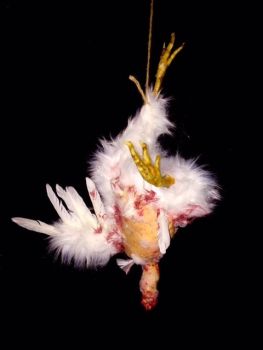 Animal Prop Hanging Chicken Plucked