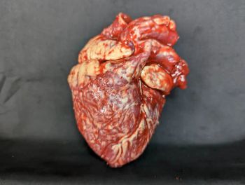 CX Body Part: Large Heart