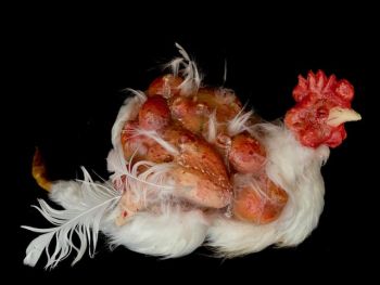 Diseased Chicken